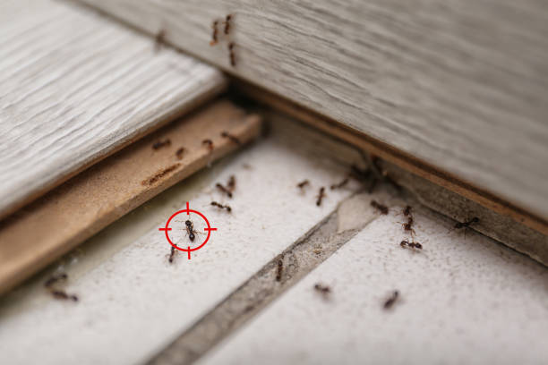 Best Pest Control Near Me  in Mount Plymouth, FL