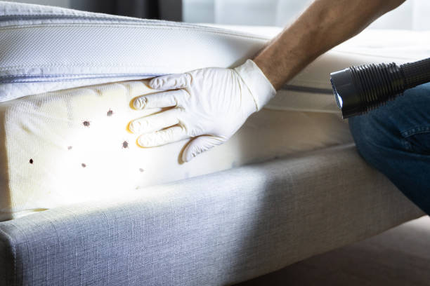 Best Affordable Pest Control Services  in Mount Plymouth, FL