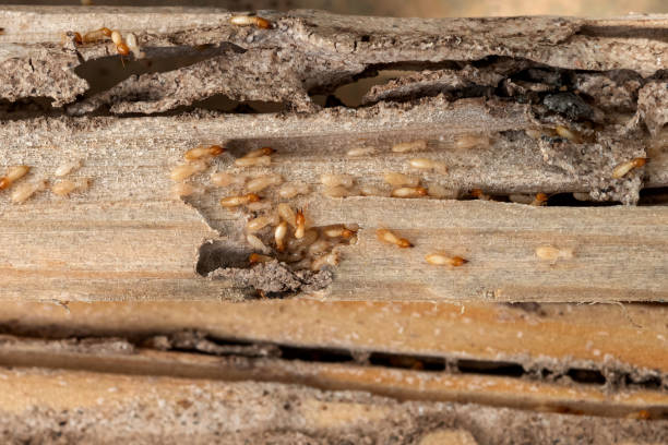 Best Insect Control  in Mount Plymouth, FL